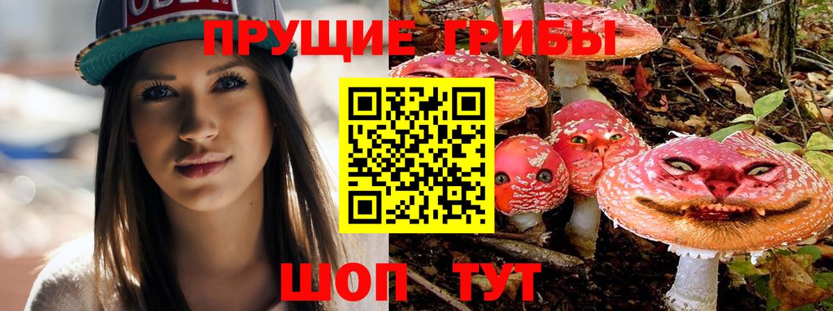 Псилоцибиновые грибы Psilocybine cubensis Боровичи